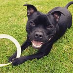 Rocco Jackson-Jones - @rocco_ilovehoomans - Instagram