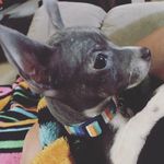 Rocco - @mr.roccojackson - Instagram