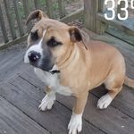 Rocco - @rocco._jackson - Instagram