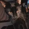 l - @roccojohnson69 - TikTok