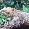 Rex-the trouble maker - @roccojohnson24 - TikTok