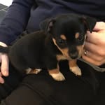 Rocco Dog Johnson - @rocco_dog_johnson - Instagram