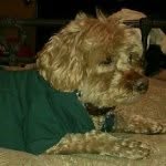 Rocco Johnson - @roccopetproducts - Instagram