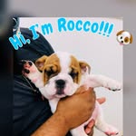 Rocco Johnson-Wright - @roccojohnsonwright_bulldog20 - Instagram