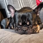 Rocco🐾💙 - @roccojohnson82 - Instagram