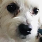 Rocco Lucente - @rocco.lucente.1232 - Instagram