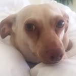 Rocco Bean - @roccomacchiato - Instagram
