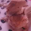 Bearded dragons Rocco is a boy - @rocco..nori - TikTok