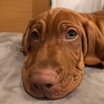 Rocco Norman - @rocco_theviszla - Instagram