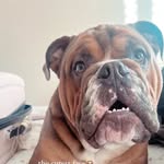 Rocco Norman🐶 - @roccothebulldog._ - Instagram