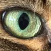Rocco Parisi - @rocco.parisi2 - TikTok
