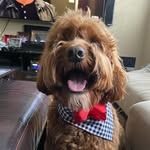 Rocco Dickens Patel - @rocco.dickens - Instagram