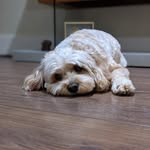 Rocco Patel - @roccopatel15 - Instagram