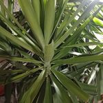 rocco_pecoraro52 - @rocco_pecoraro52 - Instagram