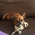 Rocco - @rocco_tesner_potts - Instagram