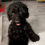 🐶®️👁‍🗨©️©️👁‍🗨🐶 - @rocco_richardson_cockapoo_2022 - Instagram