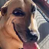 roccorichards6 - @rocco.311 - TikTok
