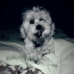 rocco sanchez - @roccosanchez01 - Instagram