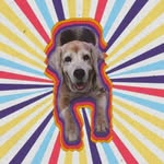 Rocco Sanchez - @rocco_elbeagle - Instagram