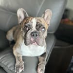 Rocco Sanchez - @roccosanchez_frenchie - Instagram