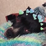 Rocco Sanchez 🖤 - @staffybabyrocco - Instagram