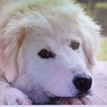 Rocco Santangelo - @roccosantangelo57 - Instagram