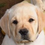 Rocco J. Spinelli - @rocco.j.spinelli - Instagram
