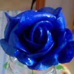 Rosa Rosa Prudente - @rocco.spinelli.96 - Instagram