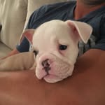 Rocco Stevens - @rocco_the_mini_bulldog23 - Instagram