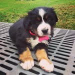 Rocco Murcia Torres - @rocco_the_bernese - Instagram