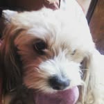 Rocco Torres - @rocco_el_perro_loco_5 - Instagram