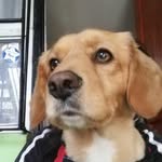 ROCCO_TORRES - @rocco_torres1 - Instagram