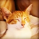 Rocco Torres - @torresrocco1 - Instagram