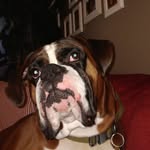 Rocco Torres Botero - @r0cc0_the_boxer - Instagram