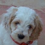 Rocco Walsh - Facebook