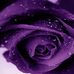 Rochelle Bender - Facebook