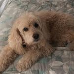 Rochelle Goldstein - @rochelle.goldstein.3 - Instagram