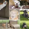 Fur Friends - @rochelleladner06 - TikTok