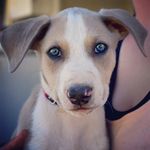 Rochelle Sullivan - @petpics_photography - Instagram