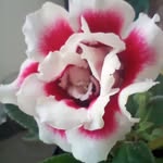 Angela Rocio Falla Bocanegra - @anrobofa48 - Instagram