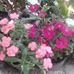 Rocio Maya - Facebook