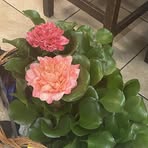 Rocio Rosas - Facebook