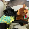 Rocco - @king.rock_ - TikTok