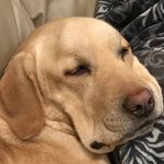 Rocky Amaral - @rockyourbadself - Instagram
