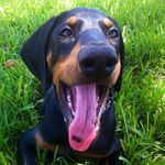 Rocky Armstrong - @rockythedobermann - Instagram