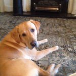 Rocky Armstrong🐾🐶 - @2014_rocky_rocks - Instagram