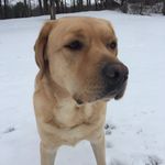 Rocky Bennett - @yellow_lab_rocky - Instagram