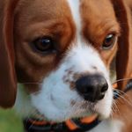 Rocky Bennett - @beaglierplace - Instagram