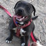 Rocky The Blue Staffy🐾 - @rocky_bennett - Instagram