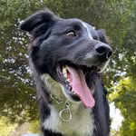 Rocky Blake Snell - @rockyy.theborder_collie - Instagram